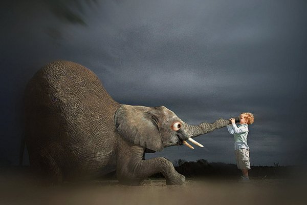 Слоны на рассвете