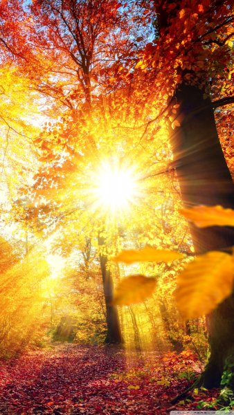 Солнечный осенний день