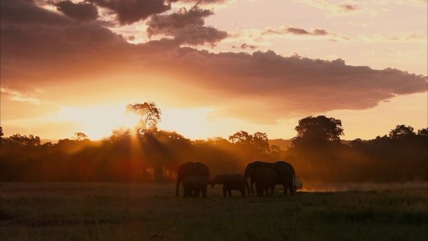 Животные саванны Африки слон
