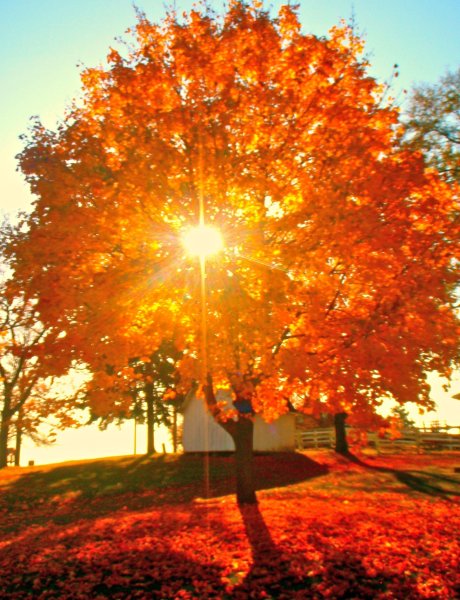 Осень солнце