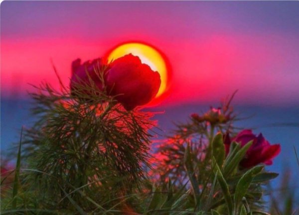 Доброй июльской ночи