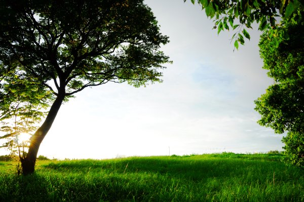 Фон природа деревья