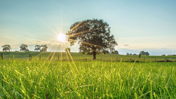 Деревья России и солнце