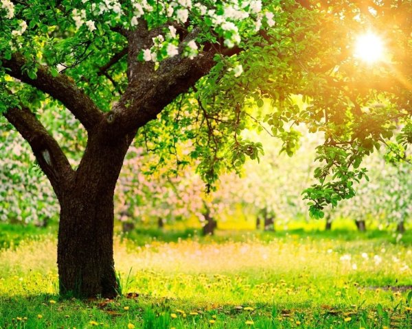 Весна солнце