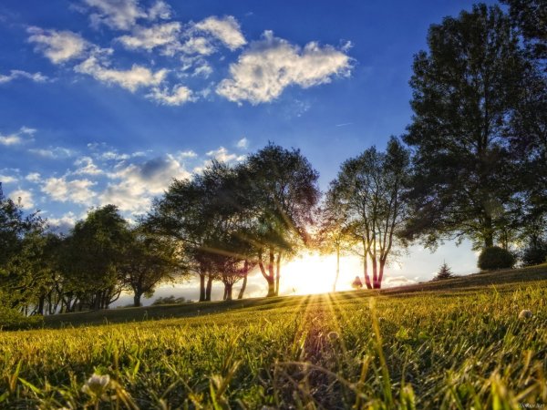 Пейзаж дерево и солнце