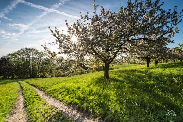 Весна солнце деревья