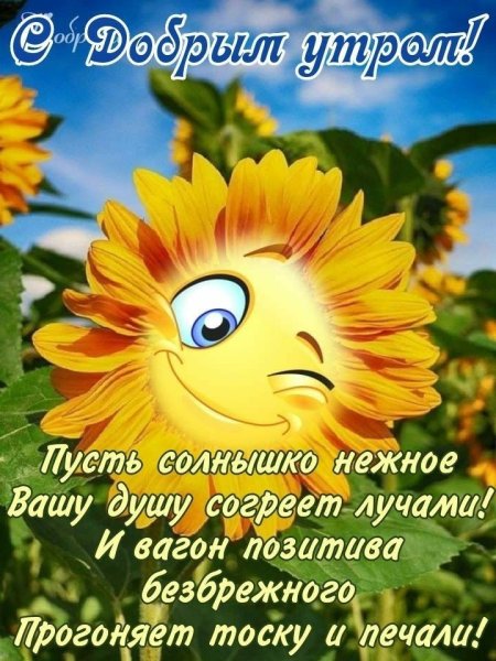 Доброе солнечное утро