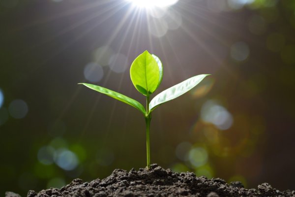 Зеленая природа