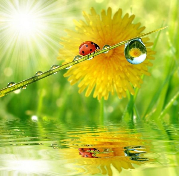 Природа летом рассвет