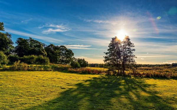Солнце сквозь растения