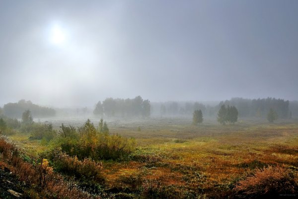 Туман в поле