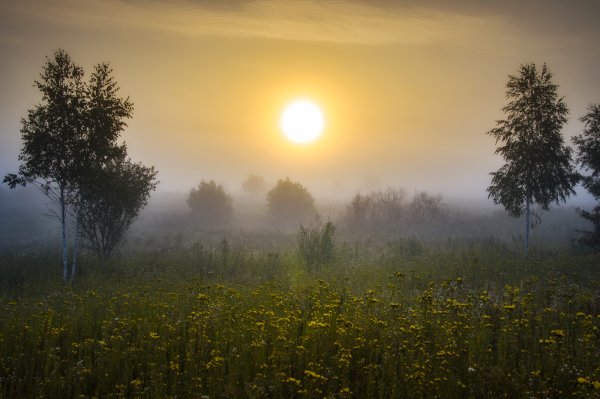 Поле рассвет туман