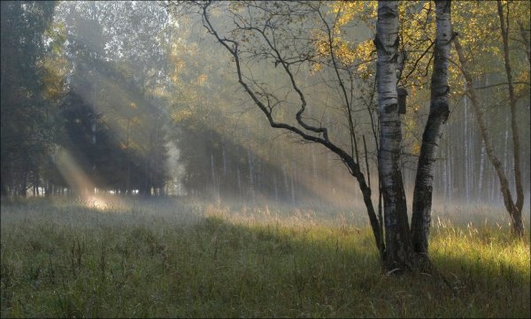 Дождливый день в лесу