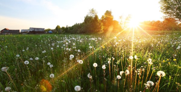 Солнечное лето