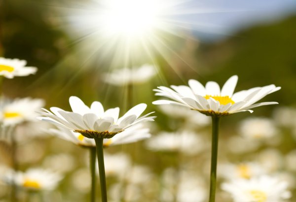 Цветы и солнце