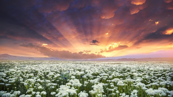 Ромашковое поле