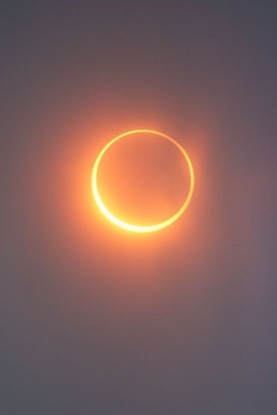 Нежные ромашки