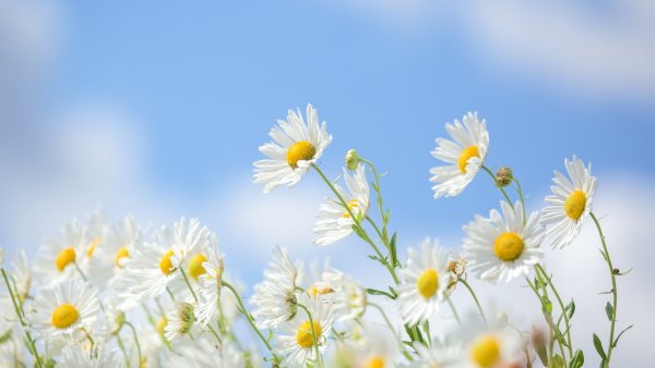 Поле белых цветов