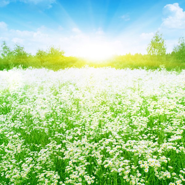 Огненное солнце