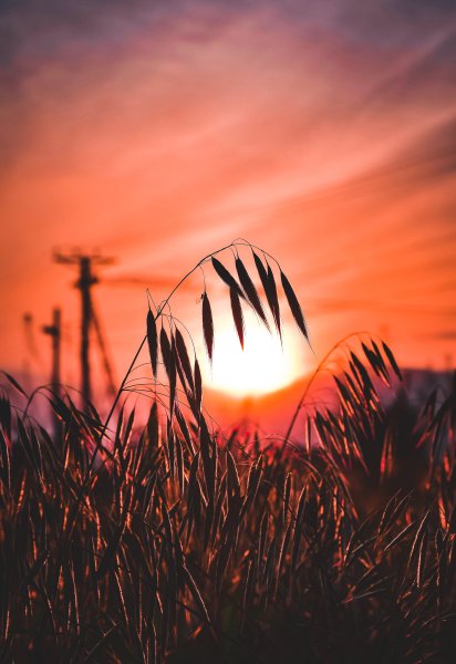 Травинки на закате