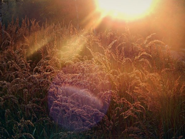 Лучи солнца