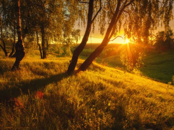 Берёзовая роща на закате