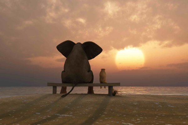 А куда катится солнце Слоненок