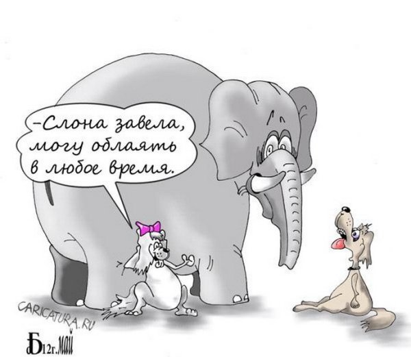 Русский слон лучший друг финского слона