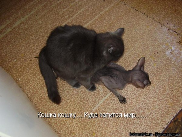 Г. Цыферова "жил на свете слонёнок"