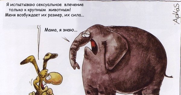 Слон прикол