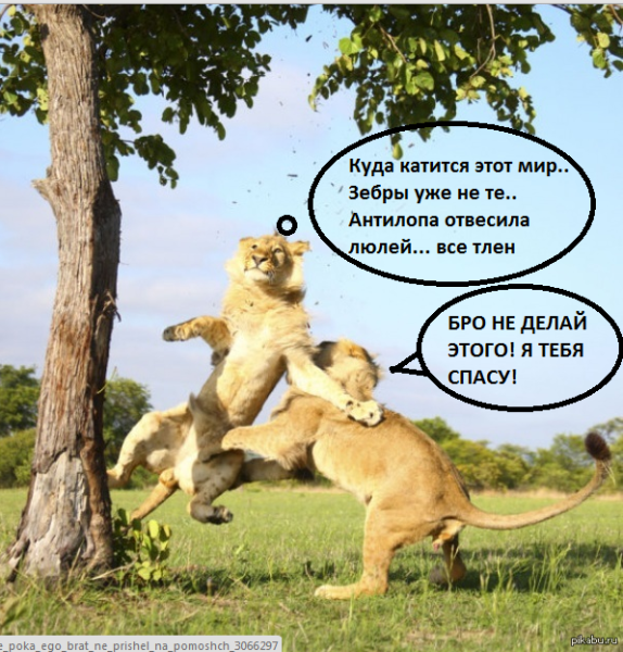 Слон на лавочке