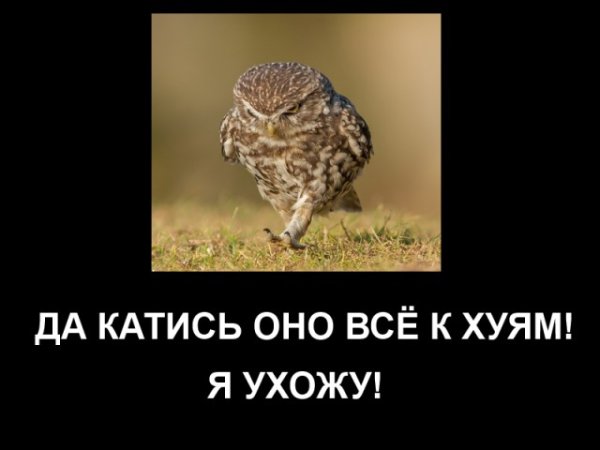 А куда катится солнце Слоненок