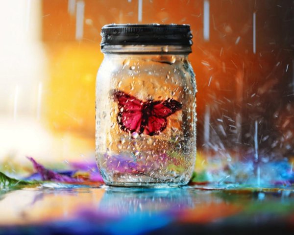 Бабочка в банке