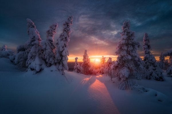 Елки в снегу на закате