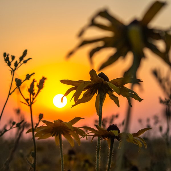 Здравствуй солнце и новый день