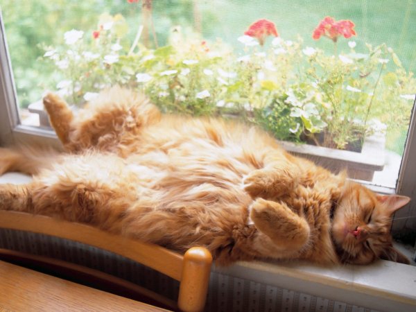 Котенок лежит на солнце