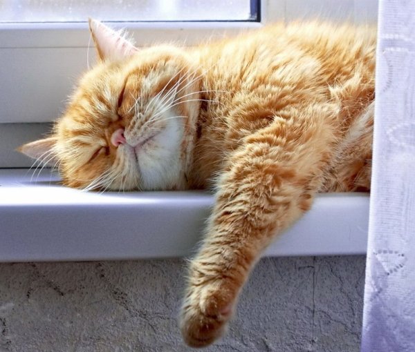 Кот спит на окне
