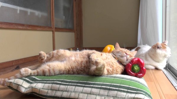 Выходные кот