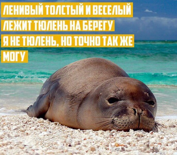 Тюлени лежат на берегу