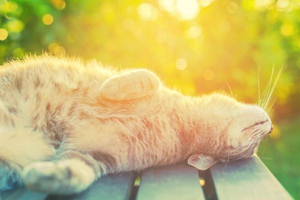 Котик на солнышке