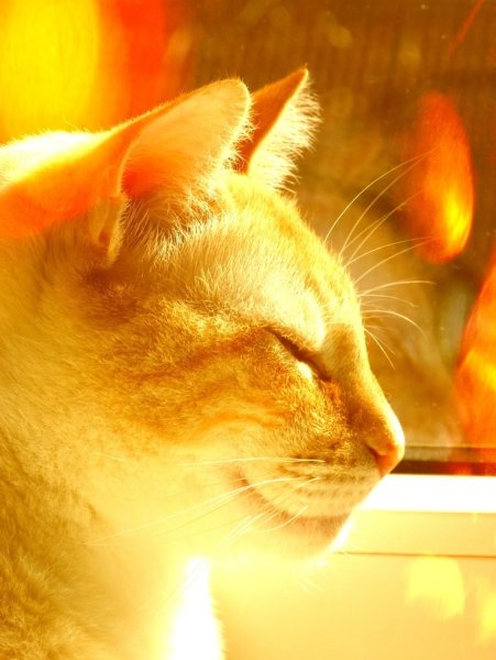 Кот на солнце