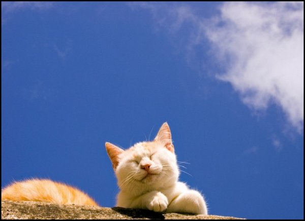 Котик под солнышком