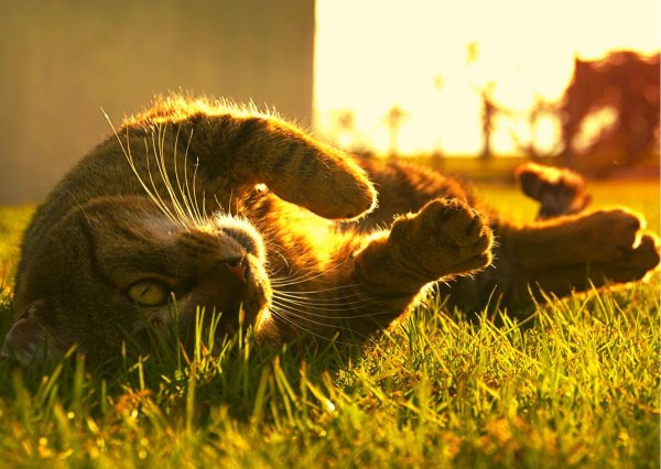 Котик на солнышке