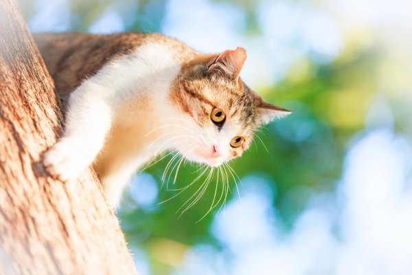 Кот на солнышке