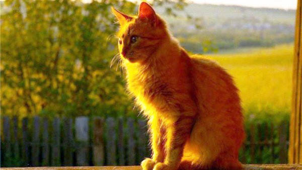 Счастливый кот