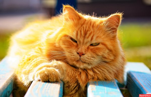 Кот в солнечных лучах