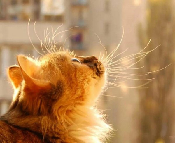 Кот в лучах солнца