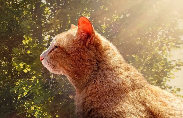 Кот на солнце