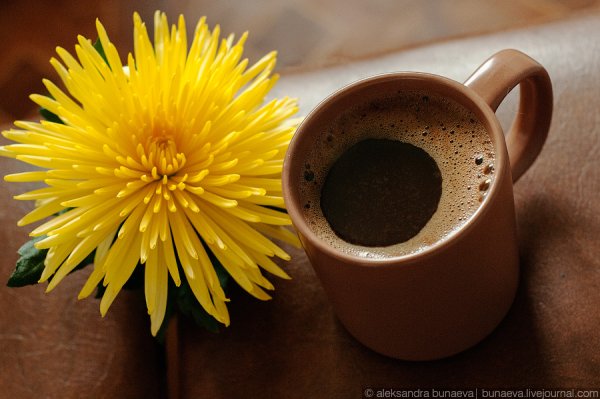 Чашка кофе и хризантемы