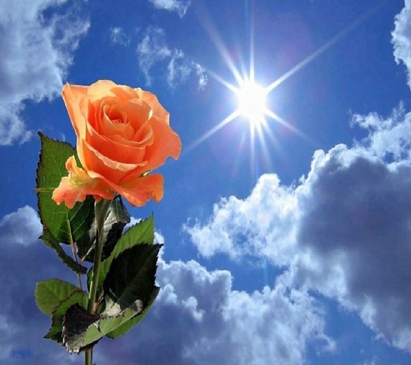 Любовь счастье радость нежность